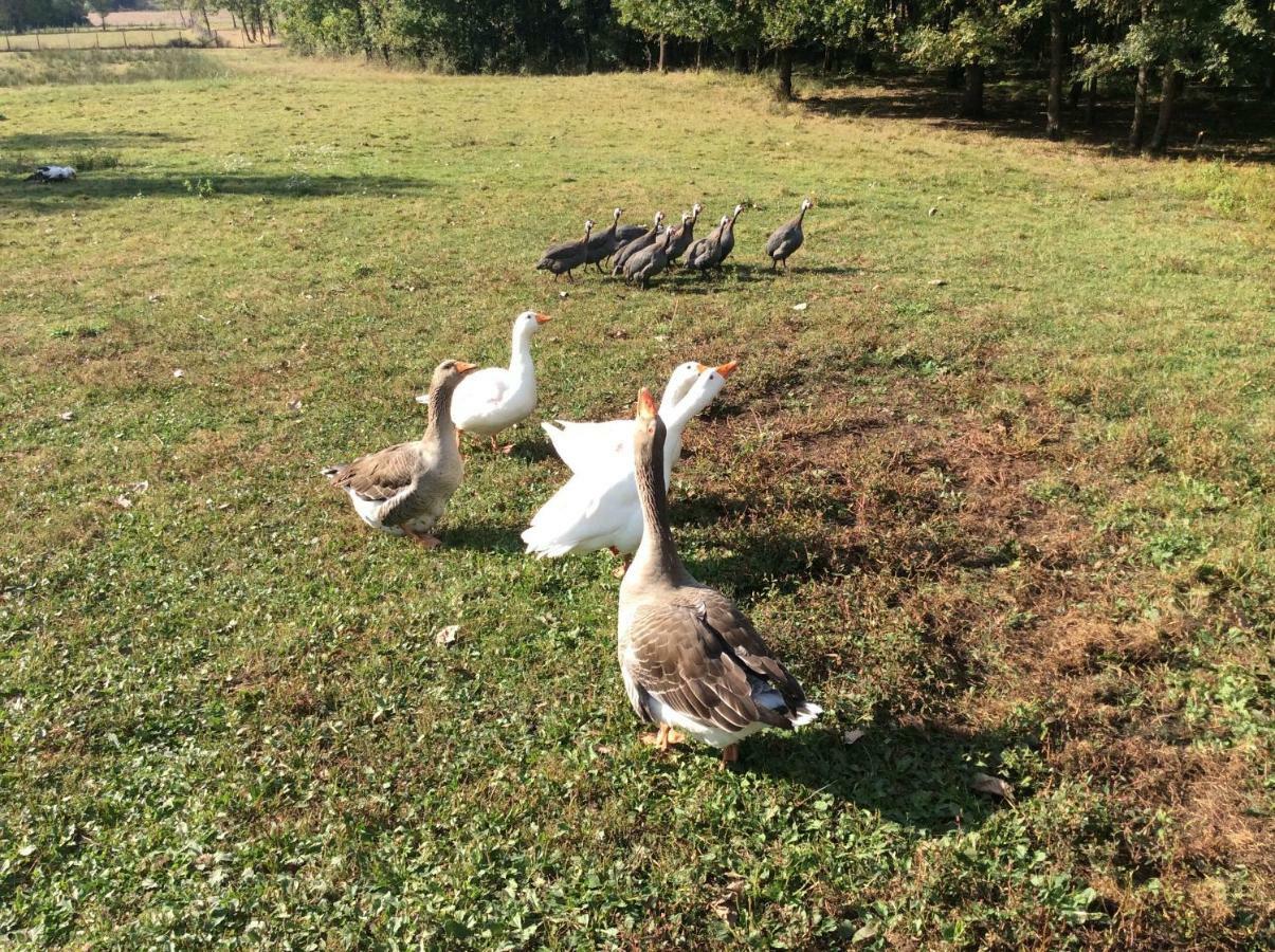 Laruscade Gite Du Puy De L'Etang المظهر الخارجي الصورة